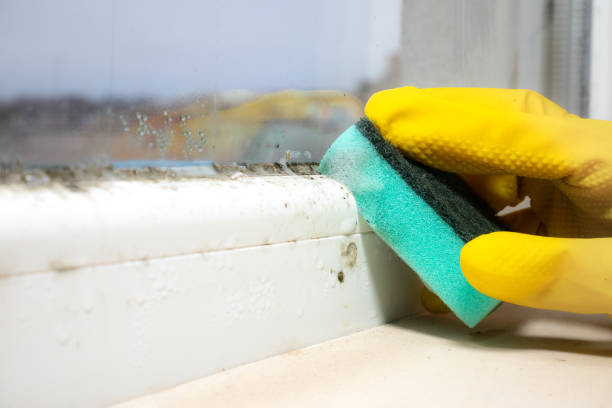 Reliable East Shoreham, NY Mold Remediation Solutions