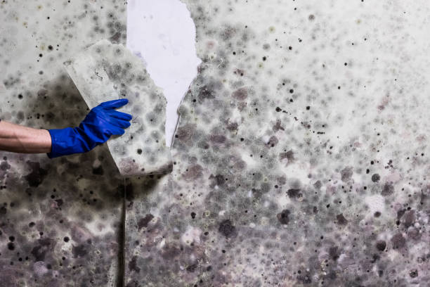 Best Insurance-Related Mold Remediation in East Shoreham, NY