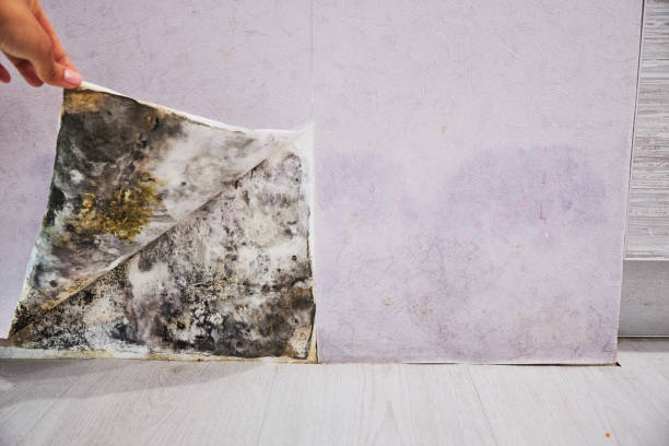 Best Post-Flood Mold Remediation in East Shoreham, NY